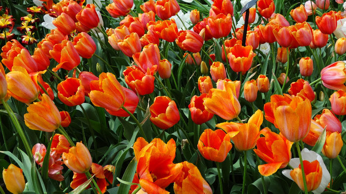 2014_04120570 - Keukenhof 2014 - 2