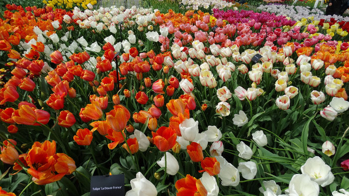 2014_04120571 - Keukenhof 2014 - 2