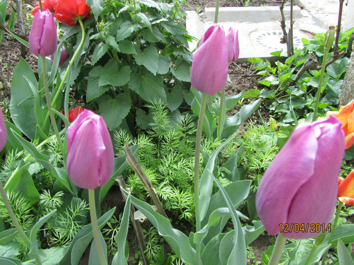 IMG_2340 - Flori de gradina-2014 Primavara