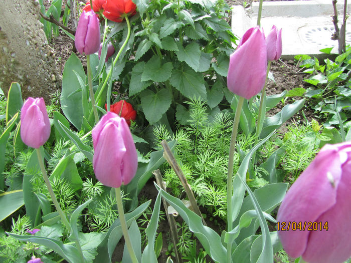 IMG_2341 - Flori de gradina-2014 Primavara