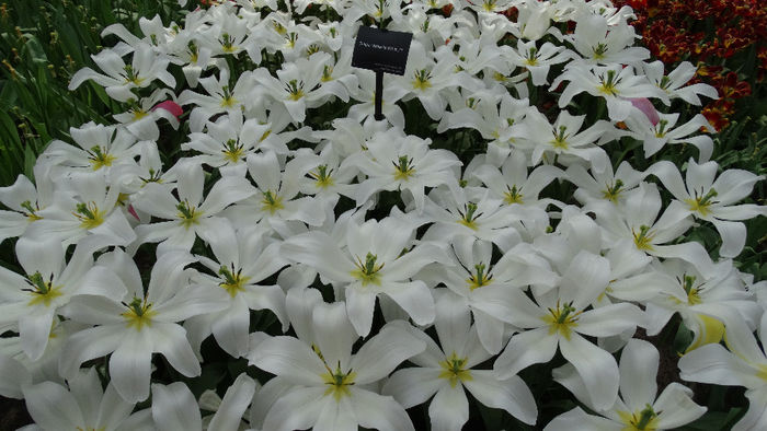 2014_04120576 - Keukenhof 2014 - 2
