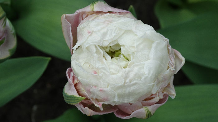 2014_04120580 - Keukenhof 2014 - 2