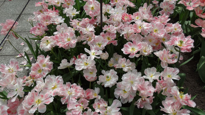 2014_04120581 - Keukenhof 2014 - 2