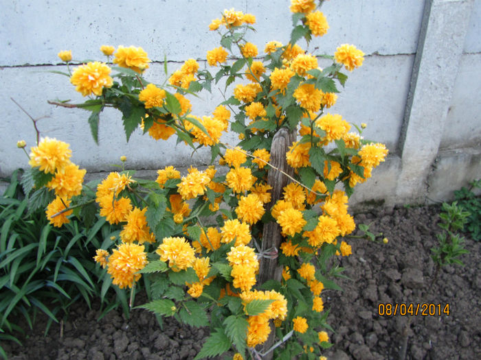Kerria - Flori de gradina-2014 Primavara