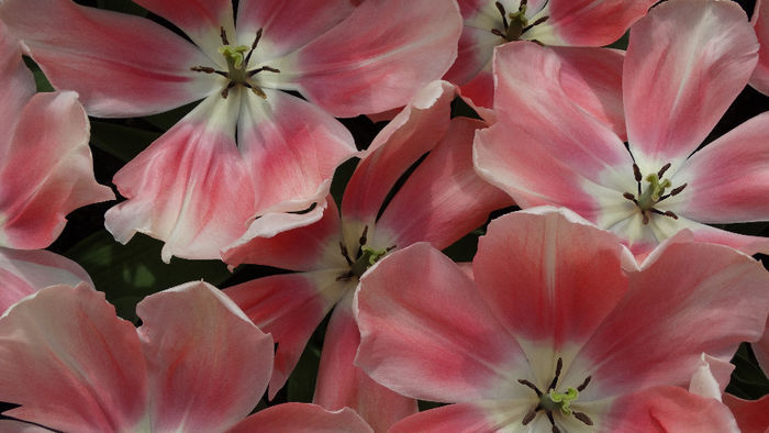 2014_04120584 - Keukenhof 2014 - 2