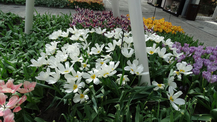 2014_04120586 - Keukenhof 2014 - 2
