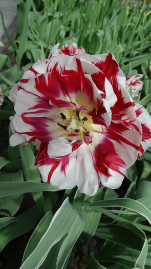 2014_04120587 - Keukenhof 2014 - 2
