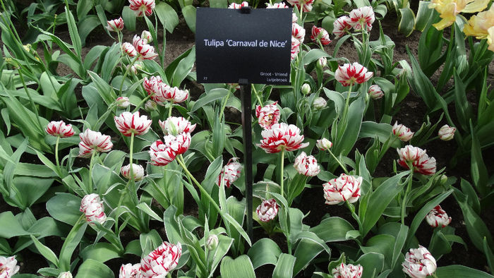 2014_04120588 - Keukenhof 2014 - 2