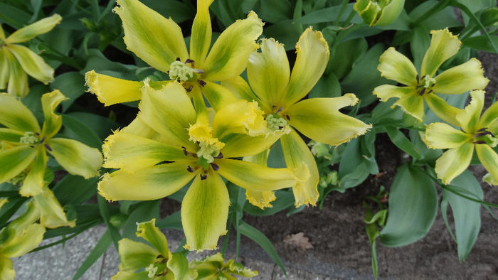 2014_04120589 - Keukenhof 2014 - 2