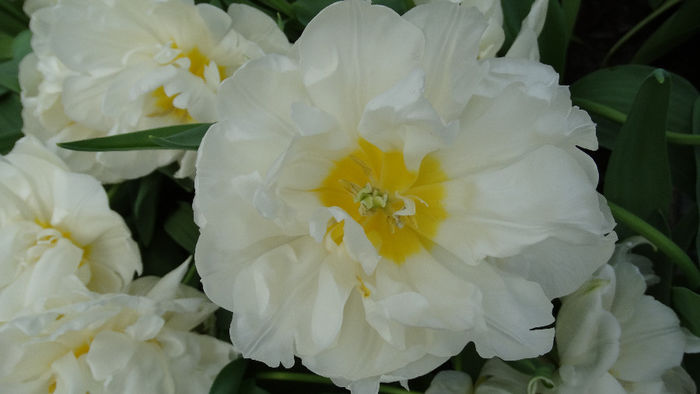 2014_04120590 - Keukenhof 2014 - 2