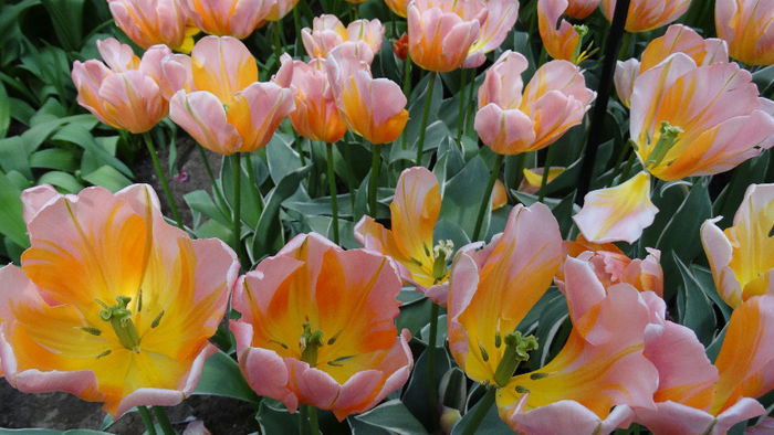 2014_04120592 - Keukenhof 2014 - 2