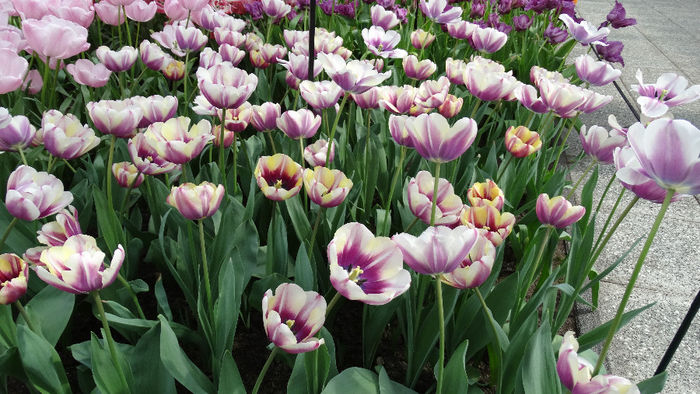 2014_04120598 - Keukenhof 2014 - 2