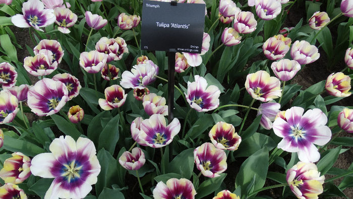 2014_04120600 - Keukenhof 2014 - 2