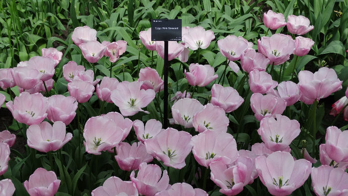 2014_04120601 - Keukenhof 2014 - 2