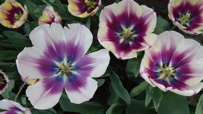 2014_04120602 - Keukenhof 2014 - 2