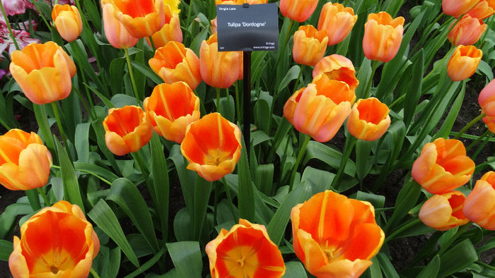 2014_04120603 - Keukenhof 2014 - 2