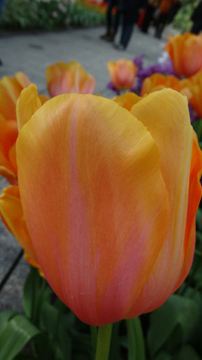 2014_04120604 - Keukenhof 2014 - 2