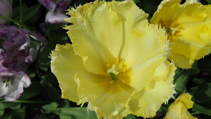 2014_04120605 - Keukenhof 2014 - 2