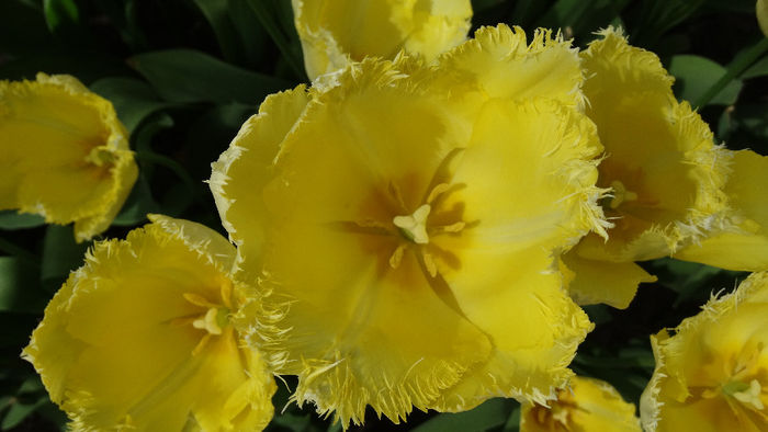 2014_04120606 - Keukenhof 2014 - 2