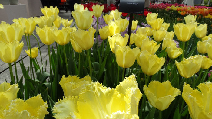2014_04120607 - Keukenhof 2014 - 2
