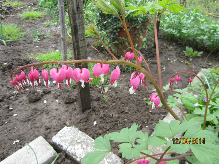 Dicentra Spectabilis - Flori de gradina-2014 Primavara