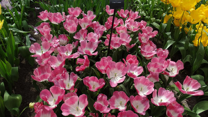 2014_04120608 - Keukenhof 2014 - 2
