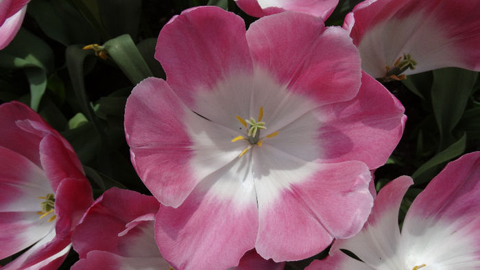 2014_04120609 - Keukenhof 2014 - 2
