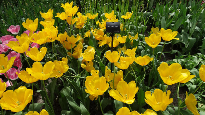2014_04120611 - Keukenhof 2014 - 2