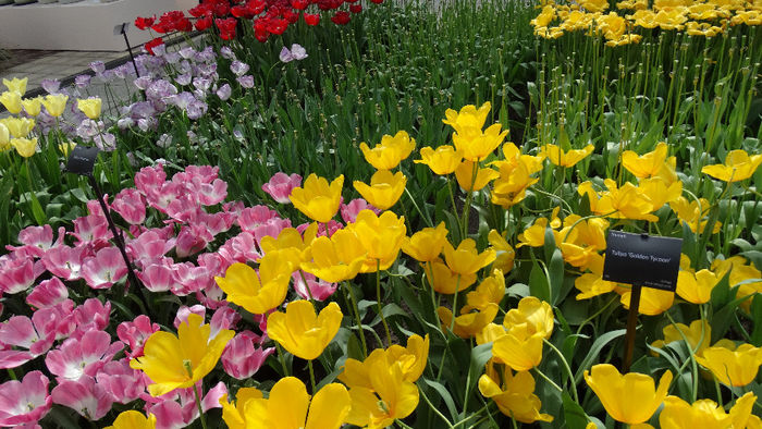 2014_04120612 - Keukenhof 2014 - 2