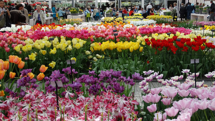 2014_04120613 - Keukenhof 2014 - 2