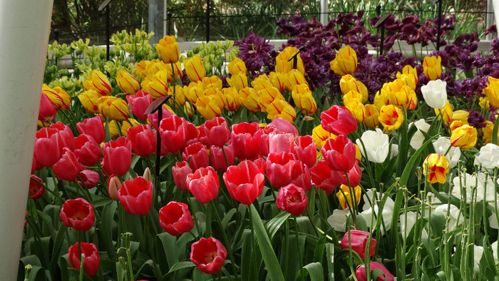 2014_04120615 - Keukenhof 2014 - 2