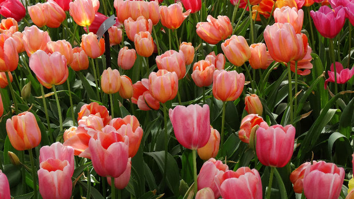 2014_04120620 - Keukenhof 2014 - 2