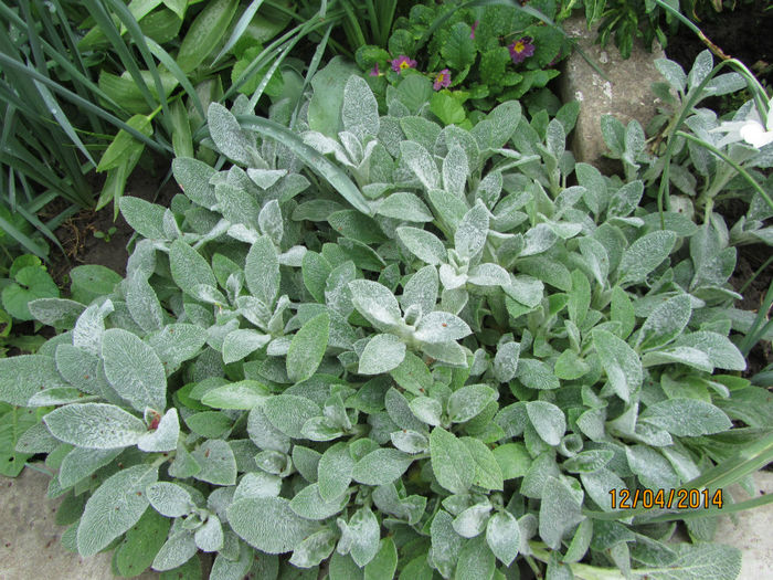 Stachys Bizantina - Flori de gradina-2014 Primavara
