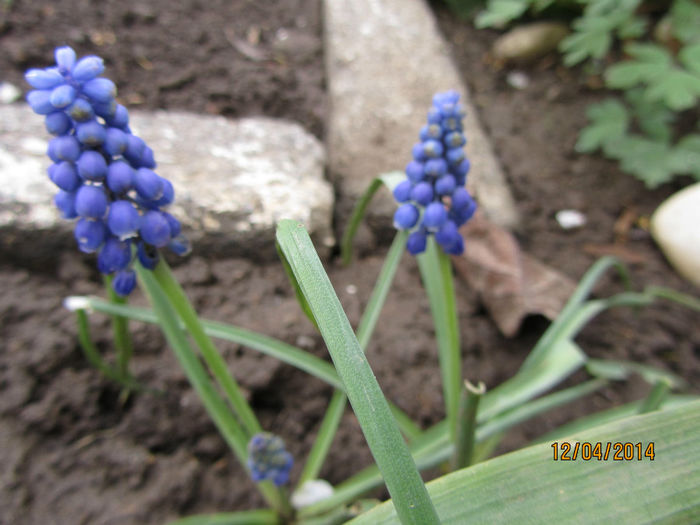 Muscari - Flori de gradina-2014 Primavara