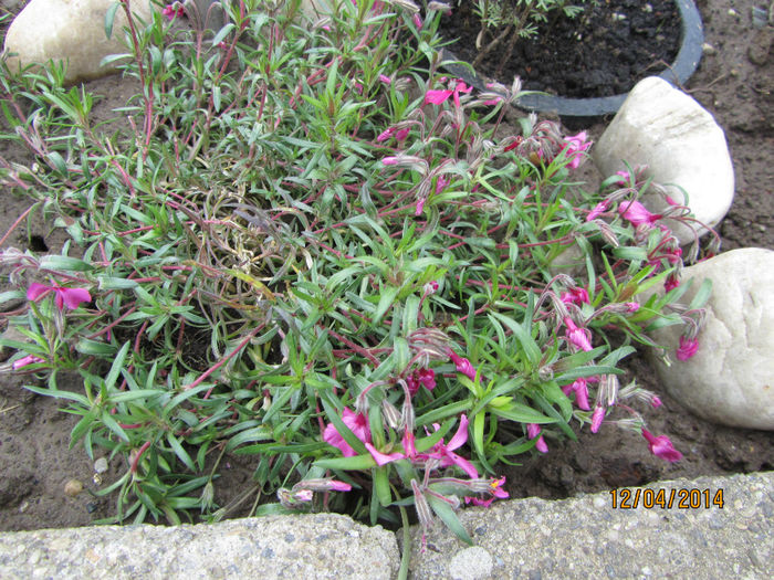 Phlox subulata - Flori de gradina-2014 Primavara