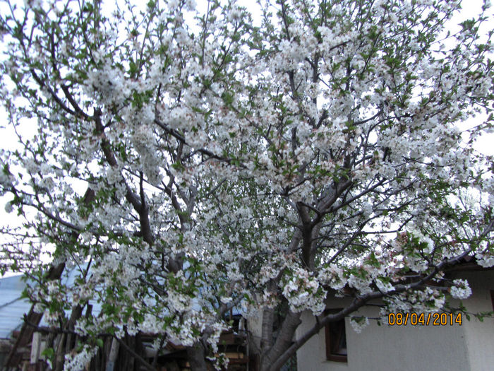 Visin inflorit - Flori de gradina-2014 Primavara