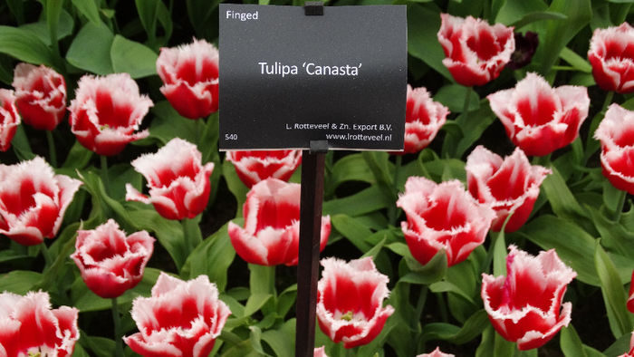 2014_04120632 - Keukenhof 2014 - 2