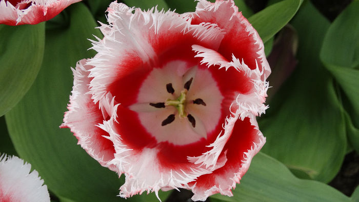 2014_04120634 - Keukenhof 2014 - 2