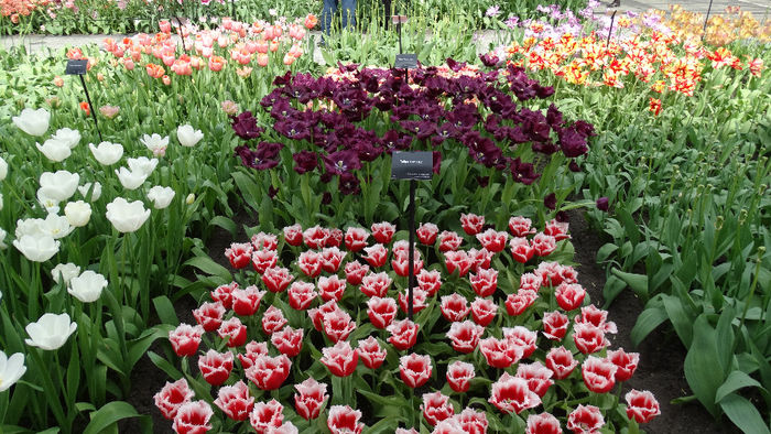 2014_04120636 - Keukenhof 2014 - 2