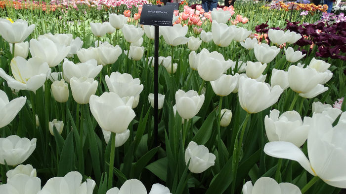 2014_04120637 - Keukenhof 2014 - 2