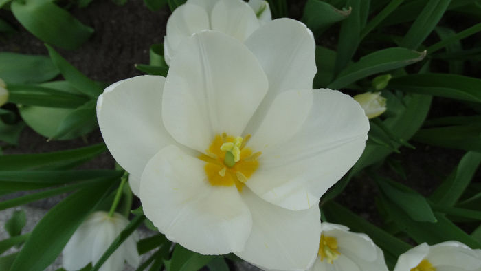 2014_04120638 - Keukenhof 2014 - 2