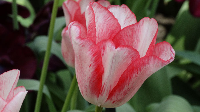 2014_04120644 - Keukenhof 2014 - 2