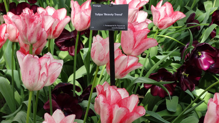2014_04120645 - Keukenhof 2014 - 2
