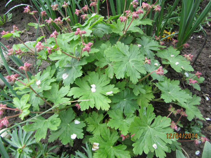 Geranium Macrorrhizum - Flori de gradina-2014 Primavara