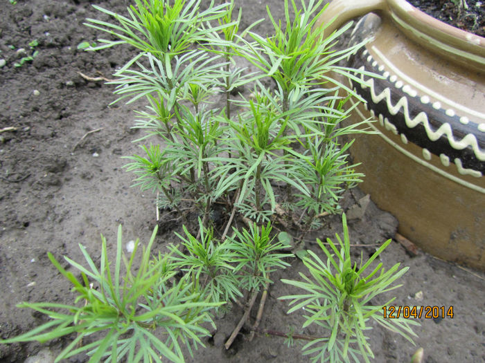 Coreopsis Zagreb - Flori de gradina-2014 Primavara
