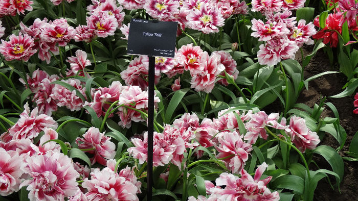 2014_04120680 - Keukenhof 2014 - 2