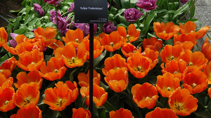 2014_04120681 - Keukenhof 2014 - 2