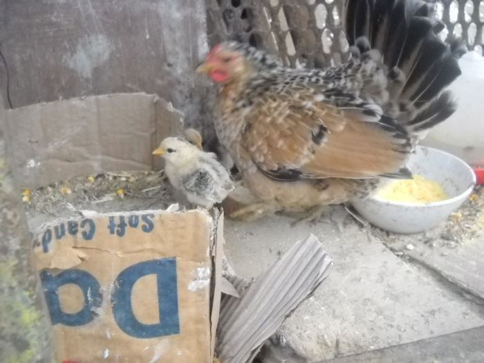 primi 6 puisori - ratze lesesti iepuri gat golas