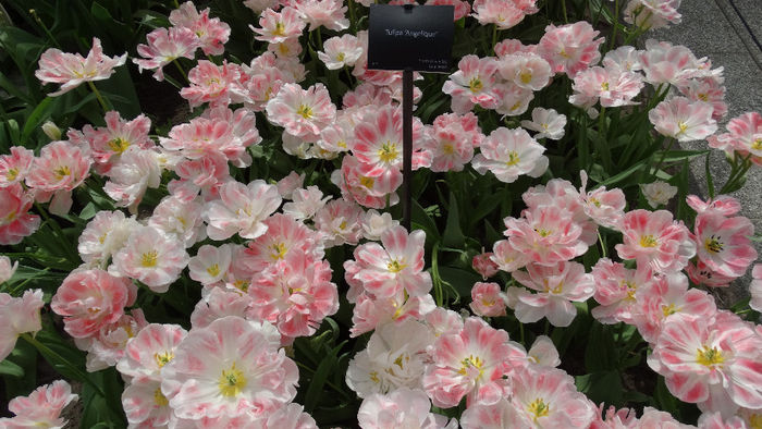 2014_04120692 - Keukenhof 2014 - 2