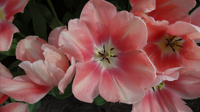 2014_04120693 - Keukenhof 2014 - 2